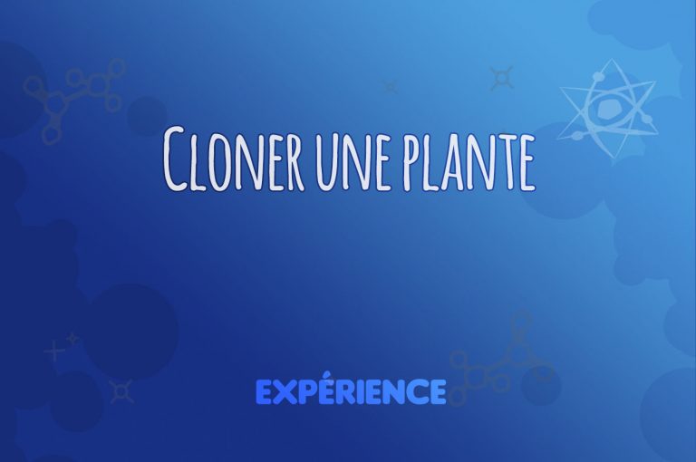 Expérience scientifique : Cloner une plante