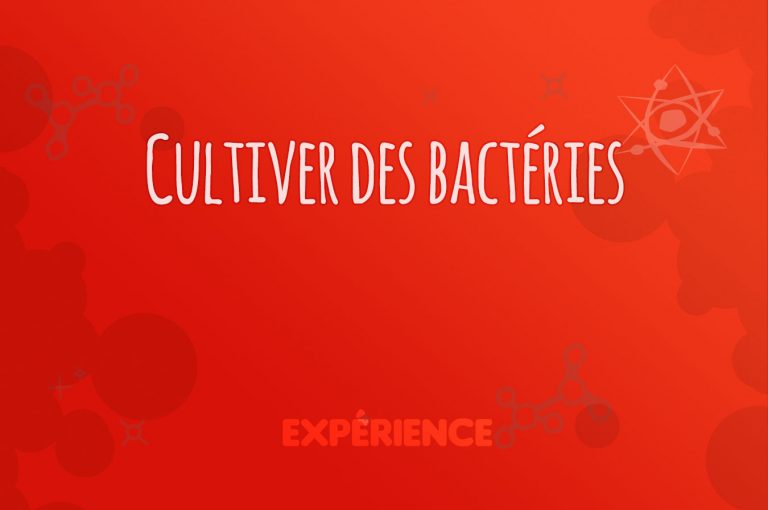 Expérience scientifique : Cultiver des bactéries