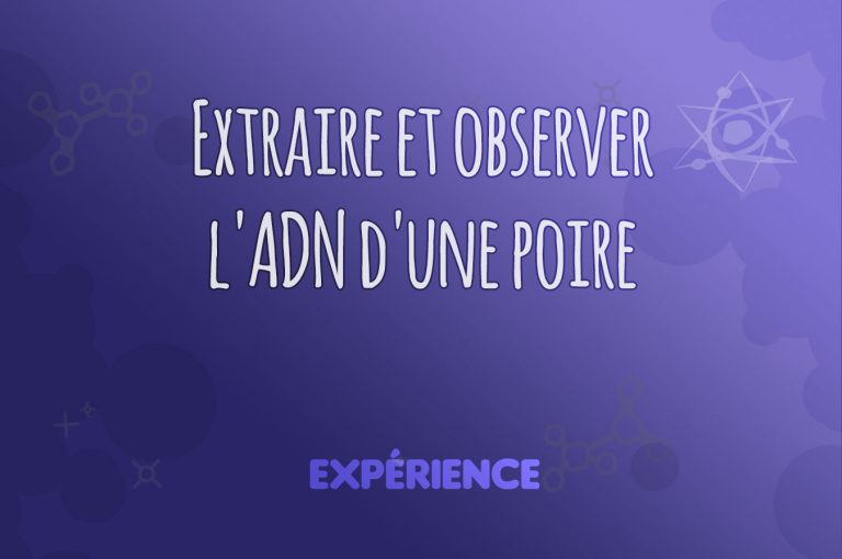 Expérience scientifique : Extraire et observer l'ADN d'une poire