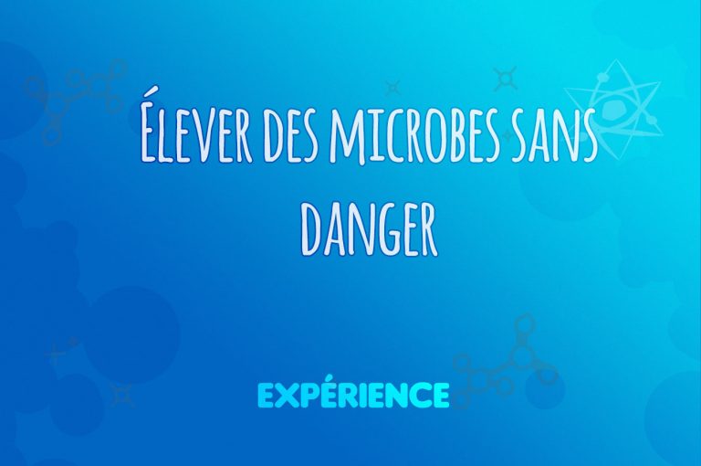 Expérience scientifique : Élever des microbes sans danger