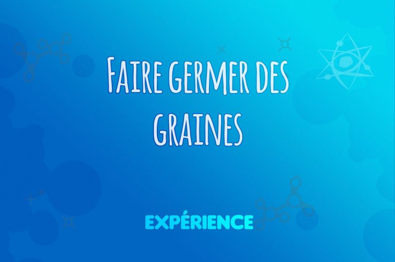 Expérience scientifique : Faire germer des graines