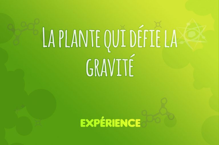Expérience scientifique : La plante qui défie la gravité
