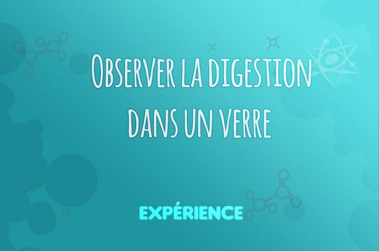 Expérience scientifique : Observer la digestion dans un verre
