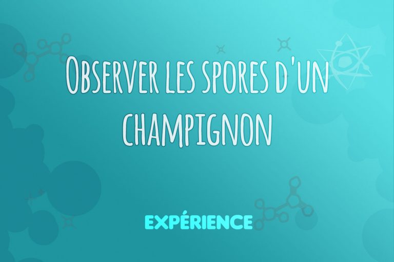 Expérience scientifique : Observer les spores d'un champignon