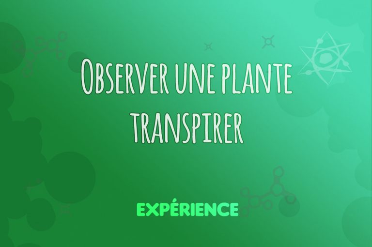 Expérience scientifique : Observer une plante transpirer